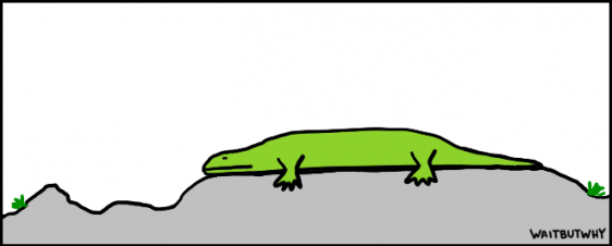 5.2-tired-lizard